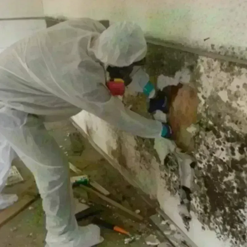 Mold Remediation and Removal in Woodsboro, TX